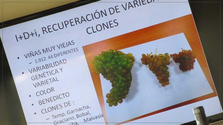 a-pie-de-vina-bodegas-amaren-luis-canas